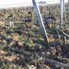 致命葡萄疾病威胁法国葡萄园
