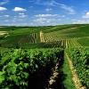 欧洲开始采收葡萄，收成好坏要看天公是否作美
