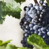 世界上最常见的6大葡萄品种