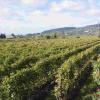 2017年新西兰葡萄酒出口额再创新高