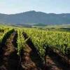 堡林爵香槟将投入4,500万欧元购买新葡萄园