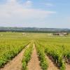 气候变化距离葡萄产业有多远？