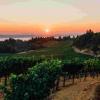 飞去加州看看干旱气候对葡萄酒有什么影响