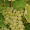 富尔民特——酿造匈牙利顶级葡萄酒的品种