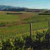 新西兰中部奥塔哥将首次举办葡萄酒节