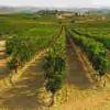 里奥哈葡萄酒生产商向卢埃达产区扩张