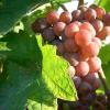 粉红色的白葡萄品种，你见过哪些？