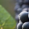 酿酒葡萄与我们平常吃的葡萄究竟有何不同？