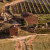 西班牙：2015年葡萄大丰收，产量和品质兼创新高