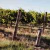 澳洲对华葡萄酒出口猛增，增幅高达66%