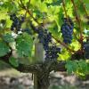 1982年，波尔多酒农收获了好葡萄，其他人呢？
