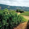 意大利古井惊现公元前的葡萄籽和葡萄酒桶