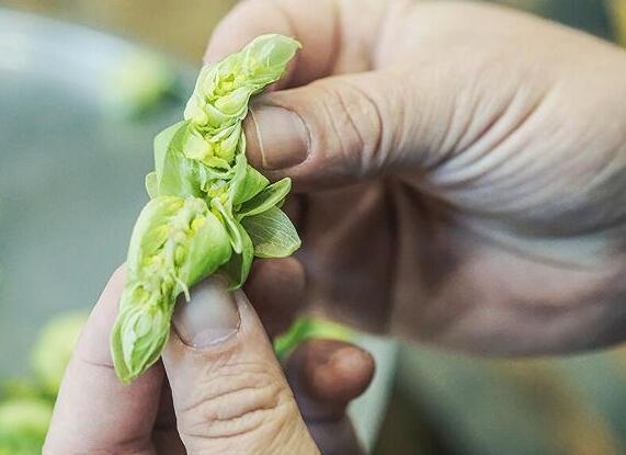 预计美国啤酒花种植者的种植面积将创纪录但高温可能会影响作物产量