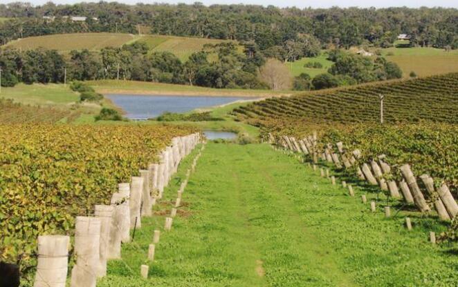 玛格丽特河生产超过60%的西澳葡萄酒