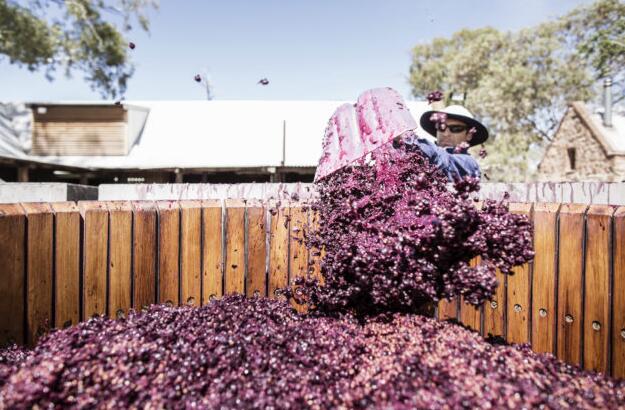 澳大利亚报告葡萄压榨近乎完美的年份