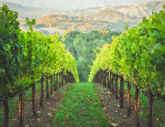 葡萄酒行业可以教会我们什么关于可持续性的知识