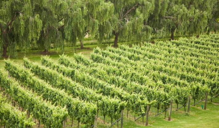 玛丽亚别墅有条件地出售给新西兰拥有的葡萄酒公司Indevin