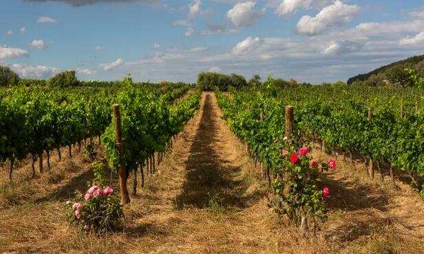 葡萄酒和橄榄的日子:西班牙古老的耕作方式如何获得回报
