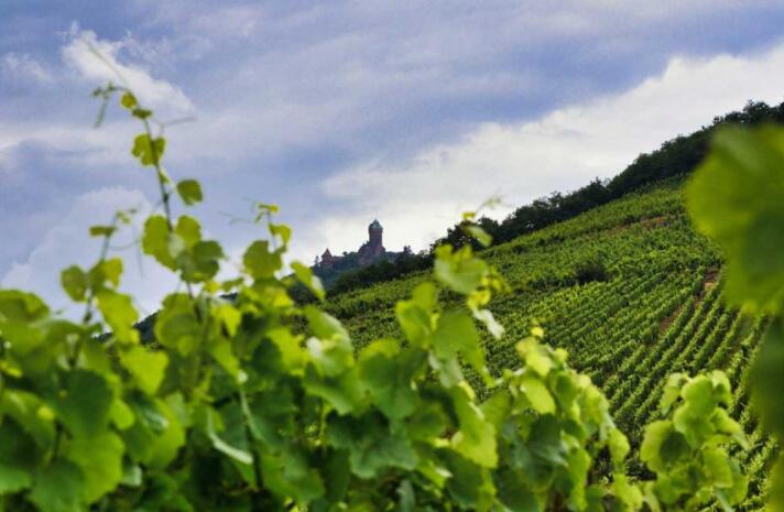 预测称法国葡萄酒收成数十年来最低