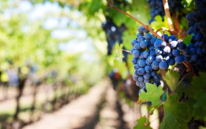 加拿大屡获殊荣的葡萄和葡萄酒产业面临风险