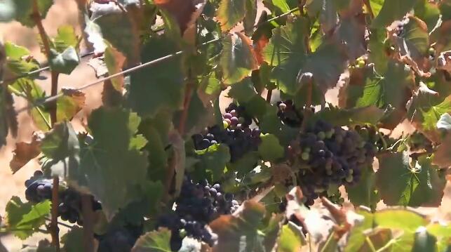 加州干旱:酒乡葡萄园在干涸后挣扎着维持生计
