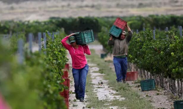 墨西哥葡萄酒业在复兴传统方面结出硕果
