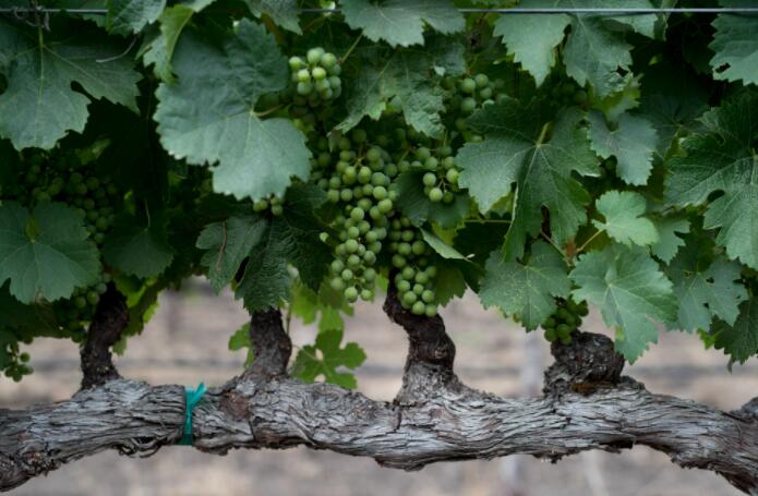 低产葡萄藤真的能酿造出更好的葡萄酒吗