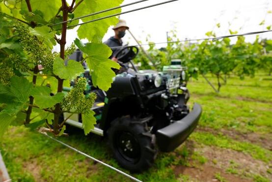 雅马哈田间机器人预测葡萄酒葡萄的产量