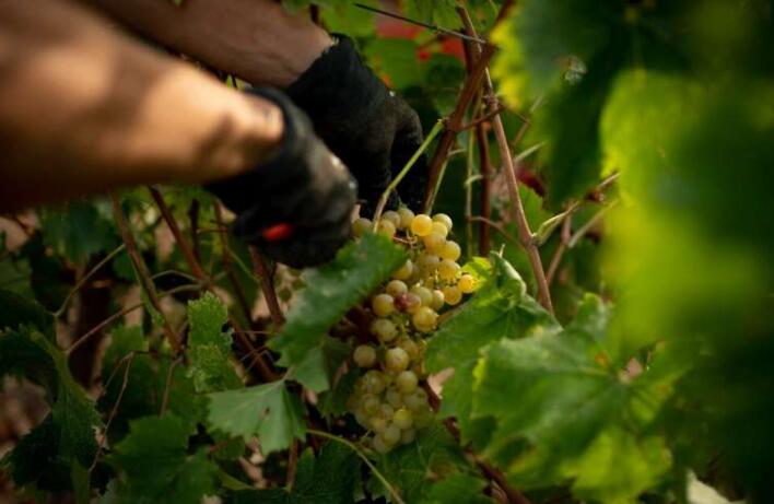 西班牙的葡萄酒种植者适应了气候变化