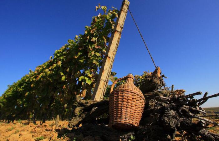葡萄酒之乡:连接奥西耶克-巴拉尼亚葡萄酒产区和匈牙利维拉尼