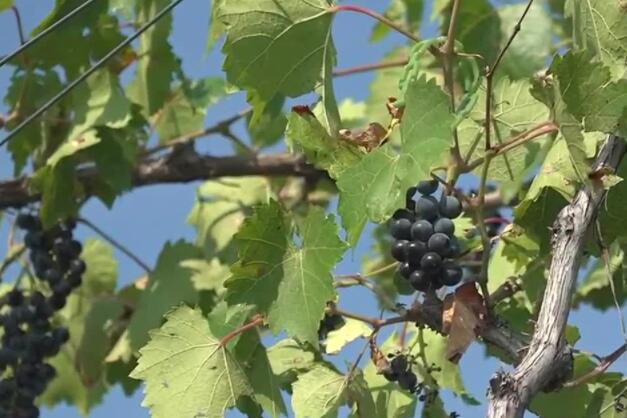 老福尔松葡萄园延续了秋天的传统 每年都要收获葡萄