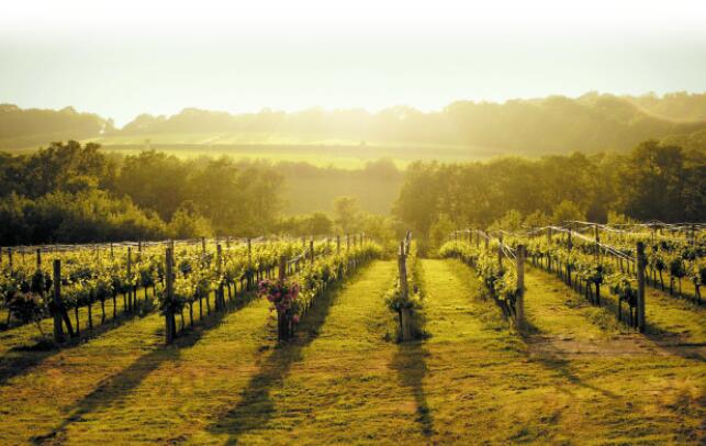 继续种植意味着英国葡萄酒在葡萄酒协会新的增长