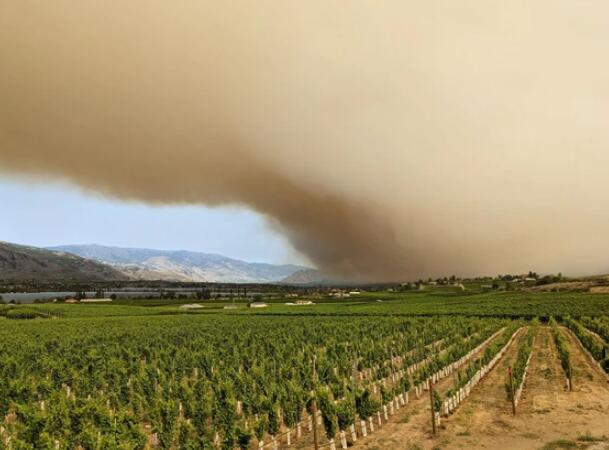 研究人员消除了不列颠哥伦比亚省野火对受污染葡萄的影响
