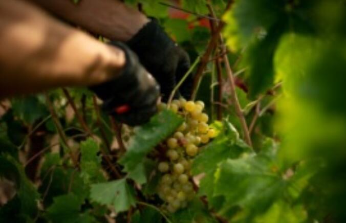 西班牙的葡萄酒种植者适应气候变化