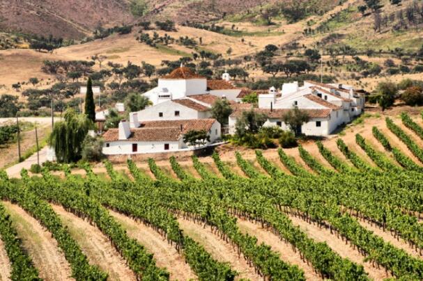 访问葡萄牙推出新的葡萄酒焦点