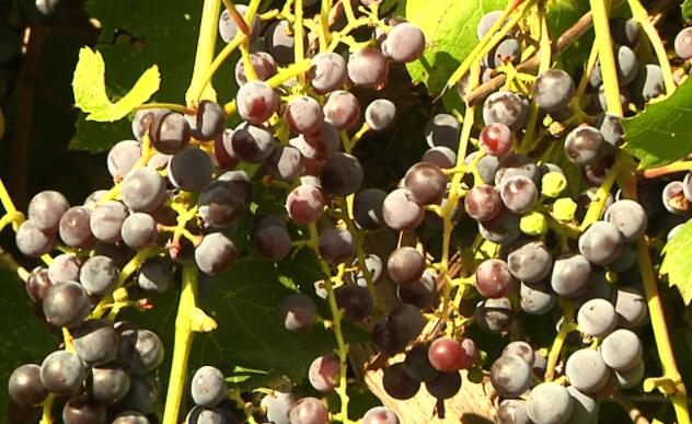 北达科他州葡萄酒业面临干旱挑战