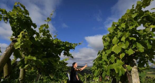 英格兰最高葡萄园的约克郡葡萄酒种植者准备收获