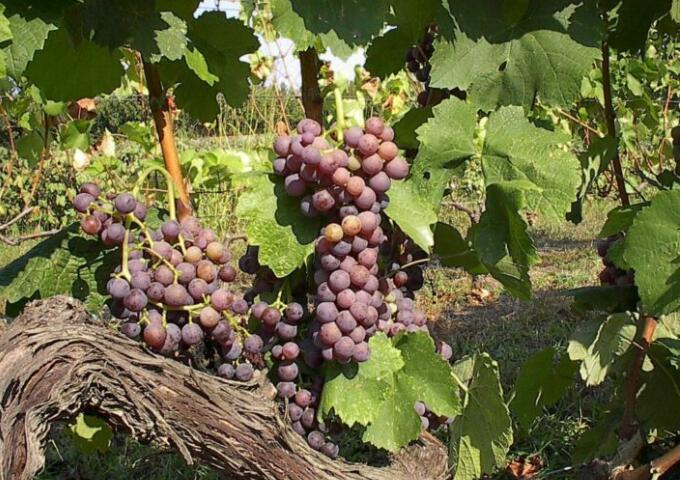 瓦西里斯·库尔塔基斯为希腊葡萄酒留下了伟大的遗产