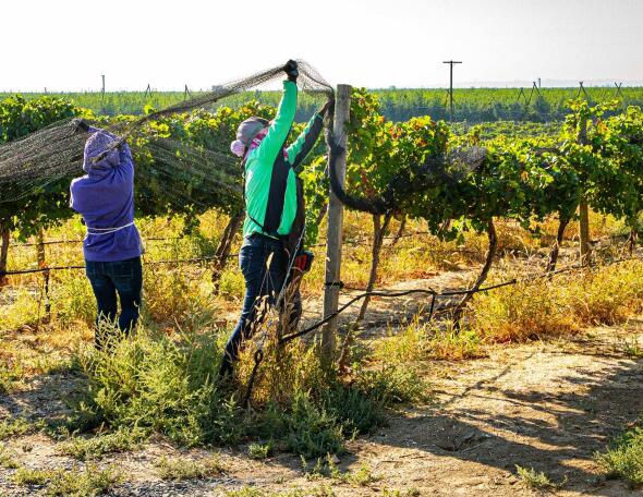 来自全女性葡萄园工作人员的有用双手种植的世界级葡萄酒