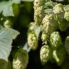 啤酒花种植者平衡精酿啤酒的需求与气候问题