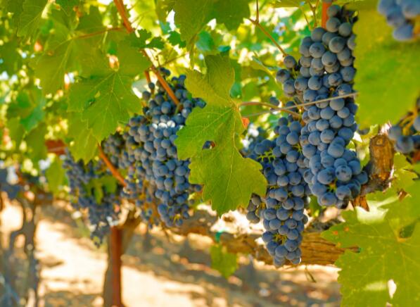 葡萄树将被冷冻以保护法国最有价值的葡萄酒来源
