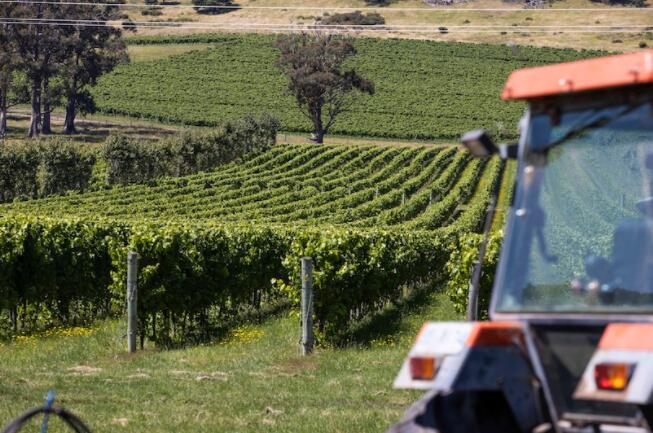 随着行业适应气候变暖 澳大利亚葡萄酒正在发生变化