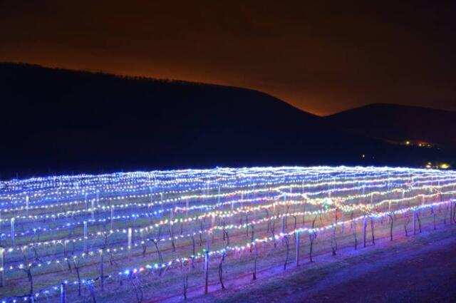 宾夕法尼亚州中部酿酒厂为葡萄园照明活动做准备