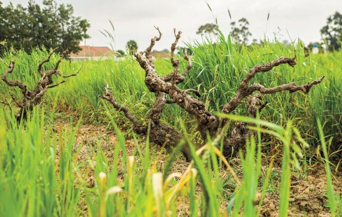 酿酒师肩负保护南非最古老葡萄藤的使命