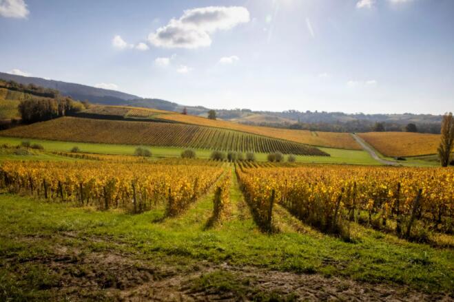 气候变化威胁着汝拉的葡萄酒和生活方式