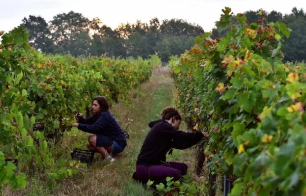 为什么越来越多的法国葡萄酒生产商转向有机