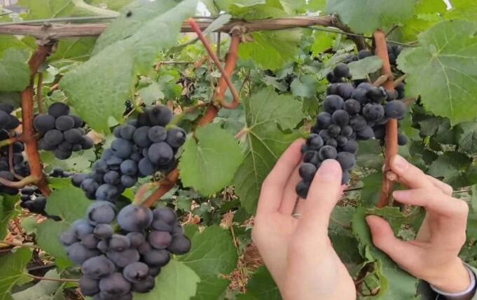 俄勒冈州立大学的研究人员开发了保护酿酒葡萄免受野火烟雾影响的创新方法
