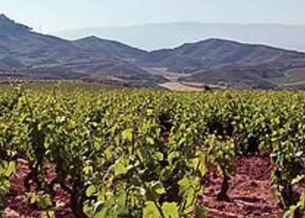 在宗教法庭结束500年后 西班牙终于有了一个充满活力的洁食葡萄酒产业