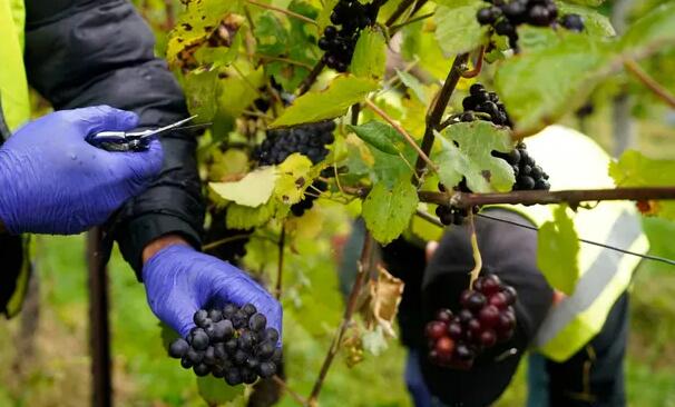 由于天气恶劣 欧洲葡萄酒产量“极低”的警告
