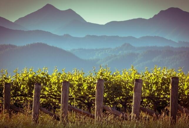 新西兰葡萄酒出口价值上升但面临供应挑战